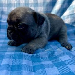 Daniel - Fawn and white male French Bulldog puppy in Greenfield, Missouri from Hope Mountain French Bulldogs