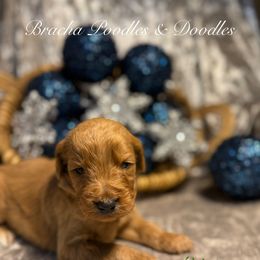 Giblet - Red  male Goldendoodle puppy in Rockville, Minnesota from Bracha Poodles & Doodles