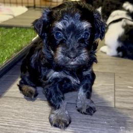 Umbreon - Black male Havanese puppy in Orange, California from Havanese Bragger’s