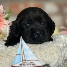 Skipper - Black male Labrador Retriever puppy in Dixon, California from Rosslyn Labradors (Rose-Line)