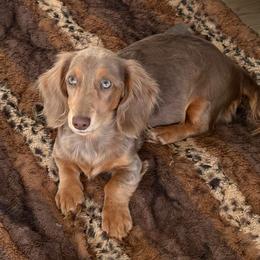 Trudi - Dachshund