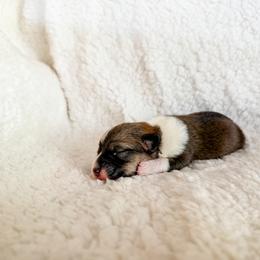 Sapphire - Sable female Pembroke Welsh Corgi puppy in Phelan, California from Desert Sunset Pembroke Welsh Corgis
