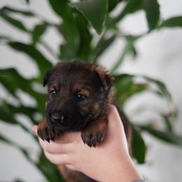 German Shepherd Puppies from Yosemite Shepherds