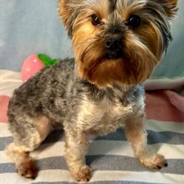 Tika - Yorkshire Terrier