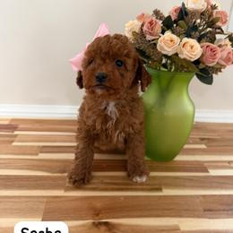Sasha - Red  female Goldendoodle puppy in Mint Hill, North Carolina from DoodleForever