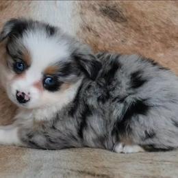 Trinket - Blue merle female Miniature Australian Shepherd puppy in Sw, Wisconsin from Driftless Australian Shepherds