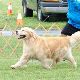 Golden Retrievers from Journey Golden Retrievers