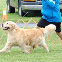 Golden Retrievers from Journey Golden Retrievers