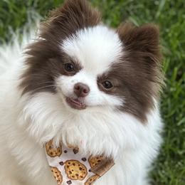 Pomeranians from Pawfect Poms