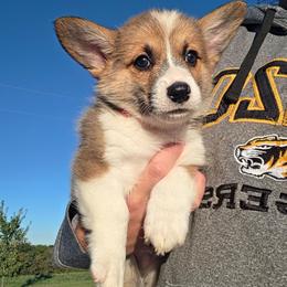 Red boy - Sable male American Corgi puppy in Odessa, Missouri from LOYAL T K9's CORGIS