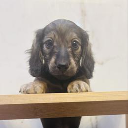 Nigel - Cream male Dachshund puppy in Altus, Oklahoma from Johnson Prairie Pups