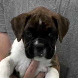 Boxer Puppies from Tammy Davison