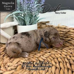 Drift - Navy Collar - Brown merle male Aussiedoodle puppy in Oxford, Alabama from Magnolia Grove Doodles