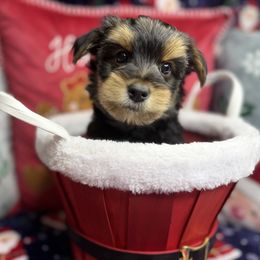Rotti - Black and tan male Yorkshire Terrier puppy in Palm Coast, Florida from Fiesta Pups