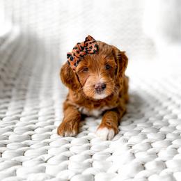 Nova - Red  female Goldendoodle puppy in Springville, Utah from Happy Doodle