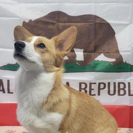 KC - Pembroke Welsh Corgi