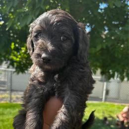 Colorado Boy - Merle male Bernedoodle puppy in Horseshoe Bend, Idaho from Over the Moon Poodles and Doodles