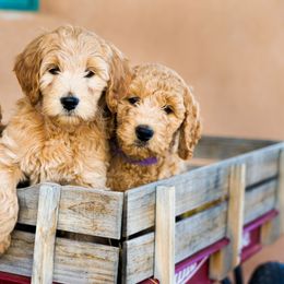 Goldendoodle Puppies from Denver Doodles