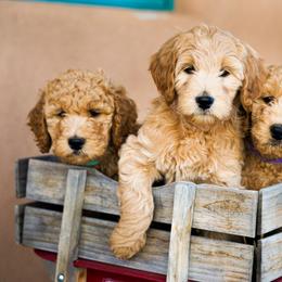 Goldendoodle Puppies from Denver Doodles