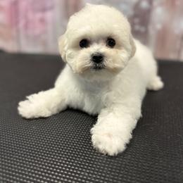 Red Boy - White and buff male Bichon Frise puppy in Berlin, New Jersey from Charmed Bichons
