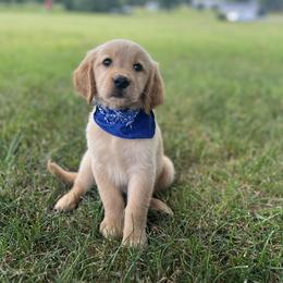 Golden Retriever Puppies from Shupe’s Sweet Southern Goldens