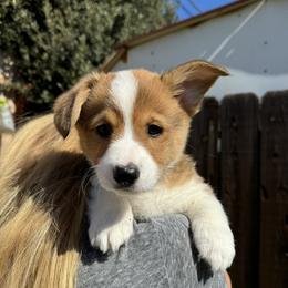 Taco - Sable male Pembroke Welsh Corgi puppy in Butte Meadows, California from Julia's Pembroke Welsh Corgis