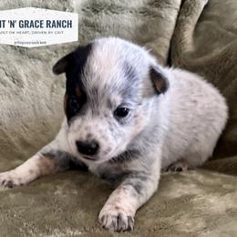 Iris - Blue speckled female Australian Cattle Dog puppy in Atwood, Kansas from Grit ‘n’ Grace Ranch