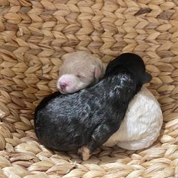 Bernedoodle Puppies from Eastside Paws LLC