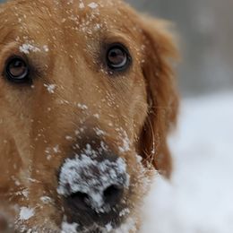 Golden Retrievers from Selaronos Goldens