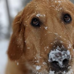 Golden Retrievers from Selaronos Goldens