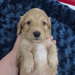 Cream boy 1 - Cream male Dachshund puppy in West Plains, Missouri from Spring Creek Dachshunds