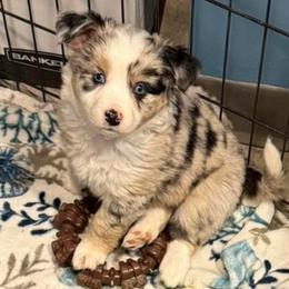 Girl 4 - Blue merle female Miniature Australian Shepherd puppy in Saco, Maine from Wags Family Aussies