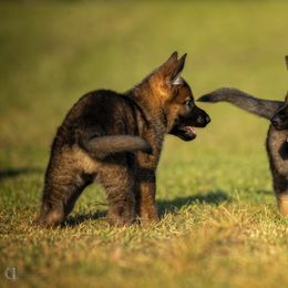German Shepherd Puppies from Sommerfeld German Shepherds