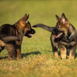 German Shepherd Puppies from Sommerfeld German Shepherds