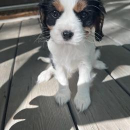 Cavalier King Charles Spaniel Puppies from Cumberland Cavaliers