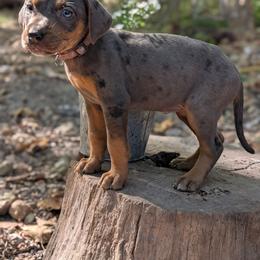 Coral - Blue female Catahoula Leopard Dog puppy in Huntsville, Arkansas from ArkieHoulas