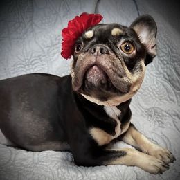 Peaches - French Bulldog
