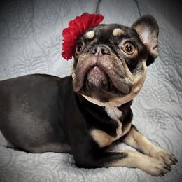 Peaches - French Bulldog