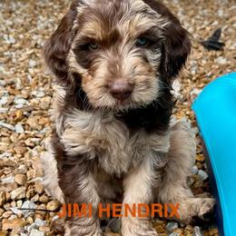 Jimi Hendrix - Merle male Goldendoodle puppy in Jonesboro, Arkansas from N. E. Arkansas Goldens and Doodles/ Southern Brewed Goldens