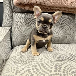 Lilac girl - Tricolors female French Bulldog puppy in Wagoner, Oklahoma from Frenchie Frys