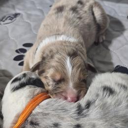 Mars RMM - Red merle male Australian Shepherd puppy in Rainsville, Alabama from Chaparro Farm
