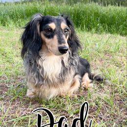 Max - Dachshund