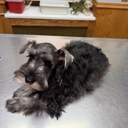 Penelope - Salt and pepper female Miniature Schnauzer puppy in Pottstown, Pennsylvania from Bandwagon Miniature Schnauzers