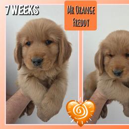 Freddy - Dark golden male Golden Retriever puppy in Driggs, Idaho from SK Golden Retrievers
