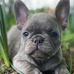 French Bulldogs from Superior Blue French Bulldogs