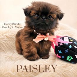 Paisley - Brindle female Shih Tzu puppy in Richmond, Texas from Aleka Shih Tzu