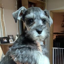 Miniature Schnauzer Puppies from Shelly’s Pooches