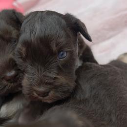 Nacho (blue eyes) - Liver male Miniature Schnauzer puppy in Panama City, Florida from Emerald Coast Schnauzers