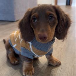 Simon - Chocolate and tan male Dachshund puppy in Moreno Valley, California from rdachshunds