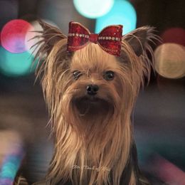 Armani - Yorkshire Terrier